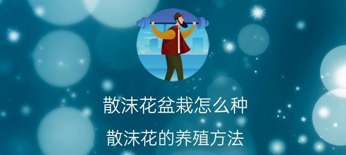 散沫花盆栽怎么种 散沫花的养殖方法